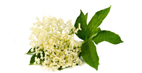 sambuco_fiori