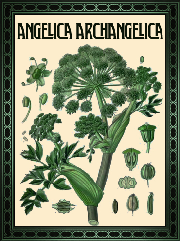 tovel's_botanical_gin_angelica_archangelica