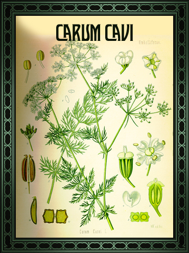 tovel's_botanical_gin_carum_cavi