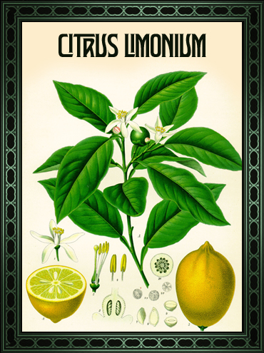 tovel's_botanical_gin_citrus_limonium