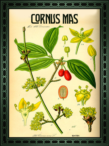 tovel's_botanical_gin_cornus_mas