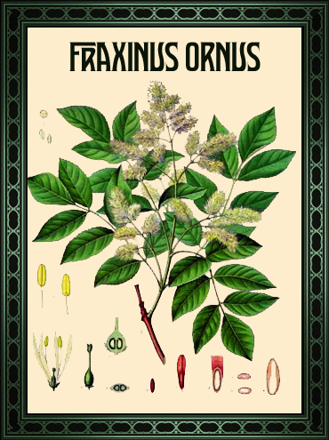 tovel's_botanical_gin_fraxinus_ornus