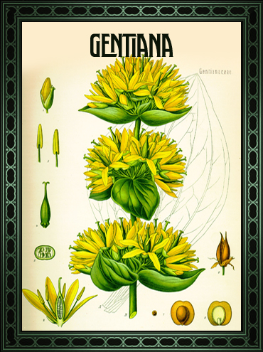 tovel's_botanical_gin_gentiana