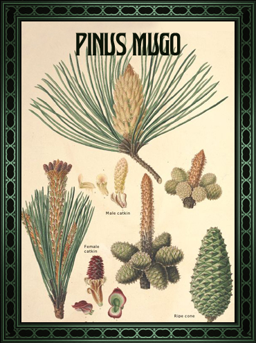 tovel's_botanical_gin_pinus_mugo