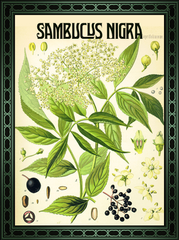 tovel's_botanical_gin_sambucus_nigra