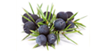 tovels_gin_ginepro